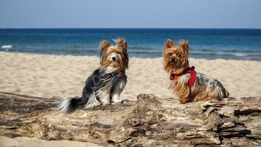 Hunde in Dänemark am Strand