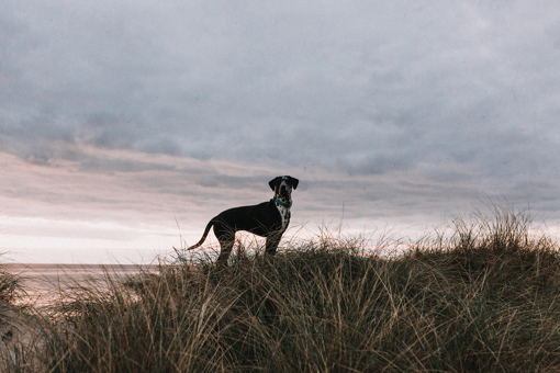 Urlaub mit Hund auf Bornholm