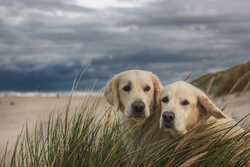 Hunde in den Dünen