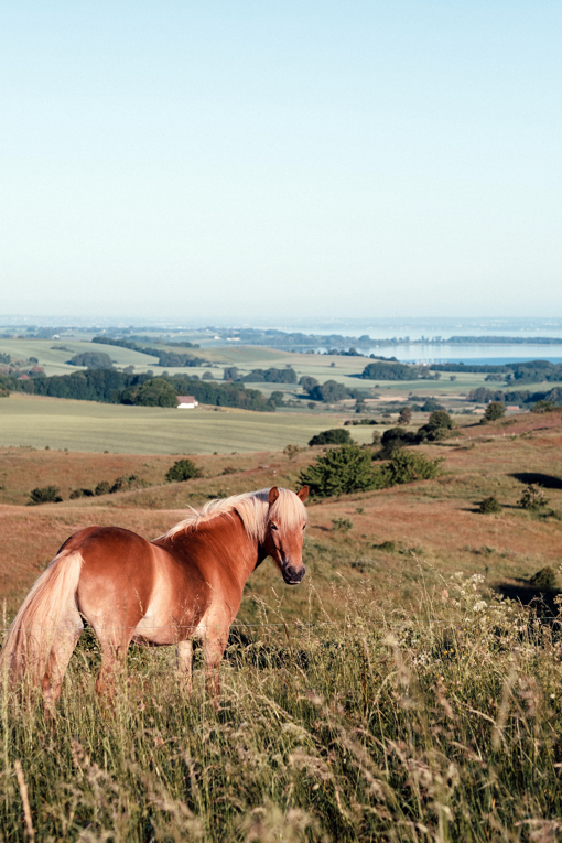Wildpferd im Nationalpark Mols Bjerge