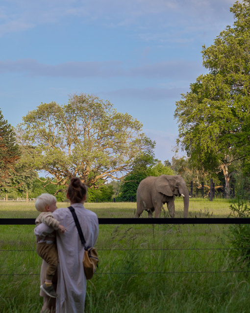 Elefanten im Knuthenborg Safaripark