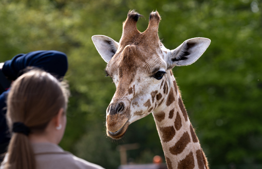 Giraffe im Aalborg Zoo