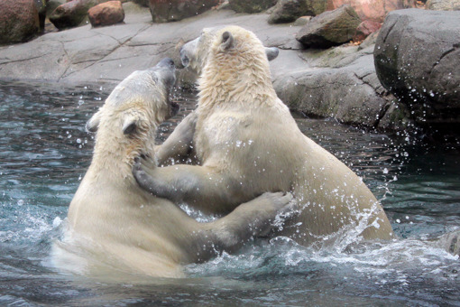 Eisbären im Aalborg Zoo
