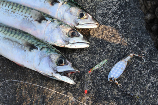 Makrele in Dänemark