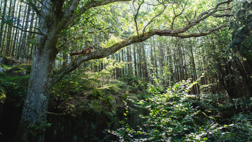 Sonnenstrahlen fallen durch das dichte Blätterdach im Waldgebiet Almindingen