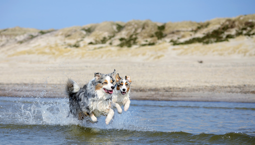 Hunde an der Nordsee