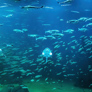 Nordsøen Oceanarium