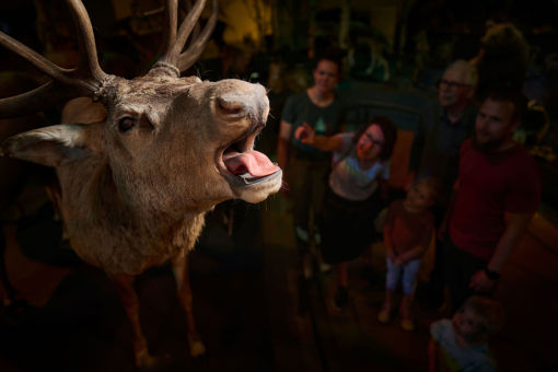Die arktische Sammlung im Naturama