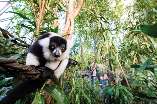 Kletteraffee im Randers Regnskov