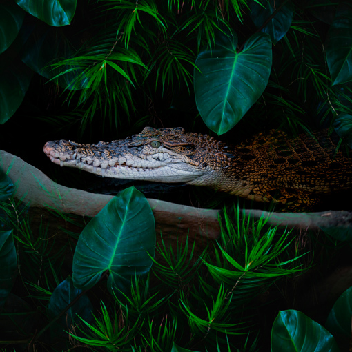 Krokodil