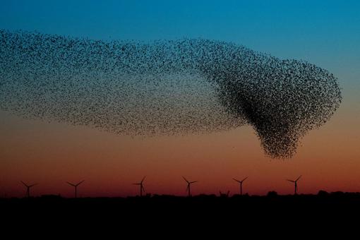 Sort Sol in der Tondermarsch 