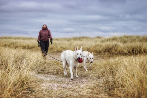 Mit dem Hund in den Dünen bei Blavand
