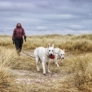 Die Einreise nach Dänemark mit Hund