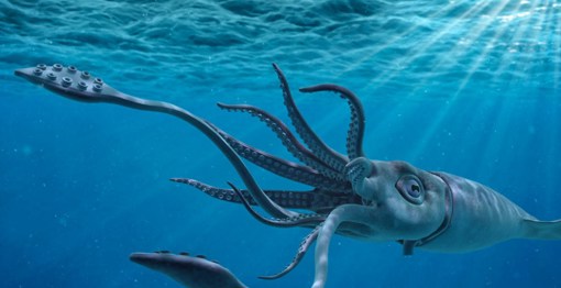 Octopus in Møns Klint