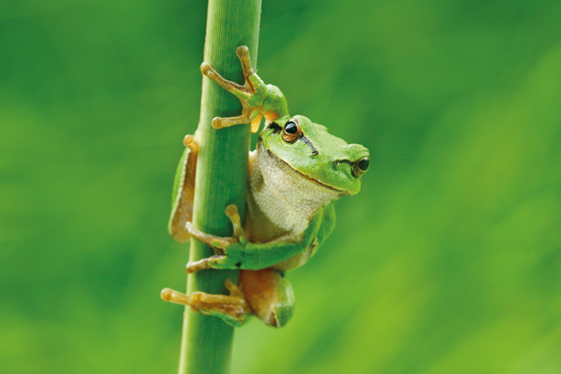 Grüner Frosch im Aqua