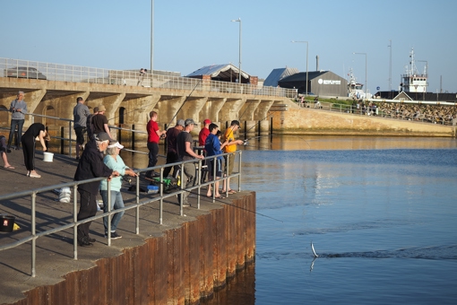 Herings-Hotspot: der Hafen von Hvide Sande