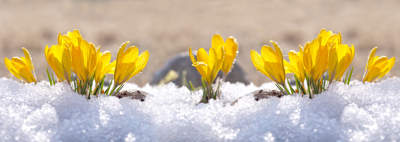 Der Frühling steht in den Startlöchern