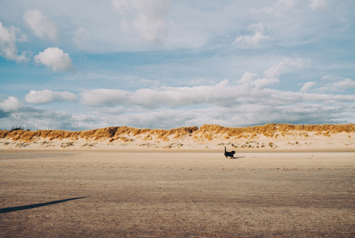 Hund am Blavand Strand