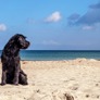 Mit Hund ins Ferienhaus an die Nordsee Dänemarks 
