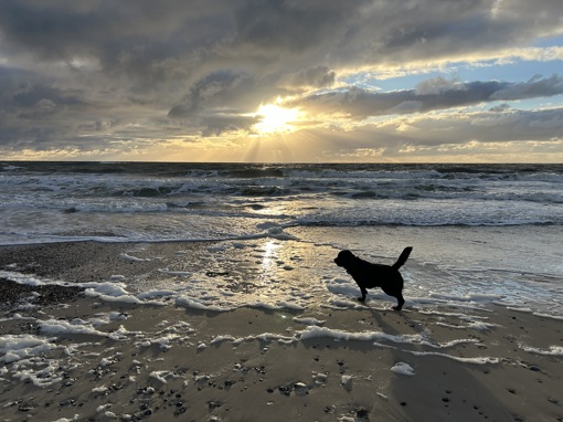 Hund am Strand von Fjand