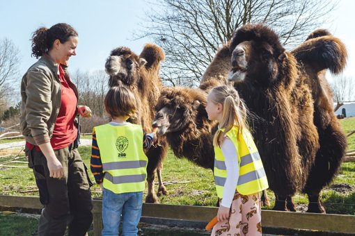 Kinder im Givskud Zoo mit Kamel