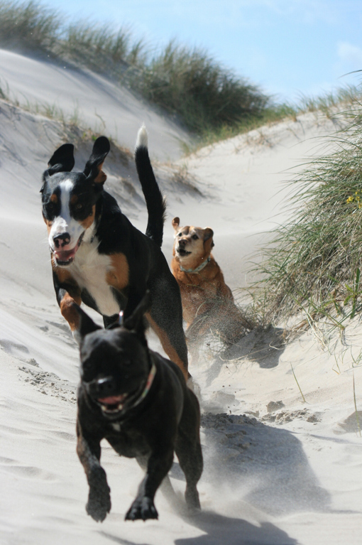 Hunde in den Dünen von Dänemark