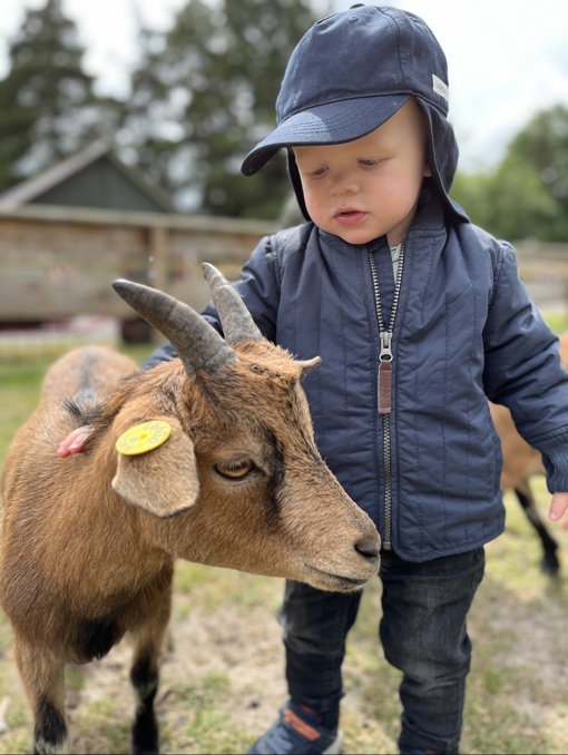 Kleiner Junge mit brauner Ziege 