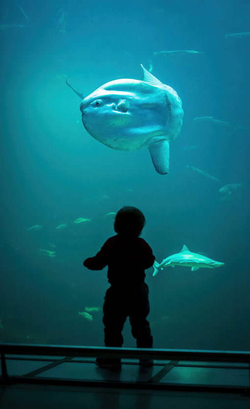 Kind im Nordsøen Oceanarium in Hirthals