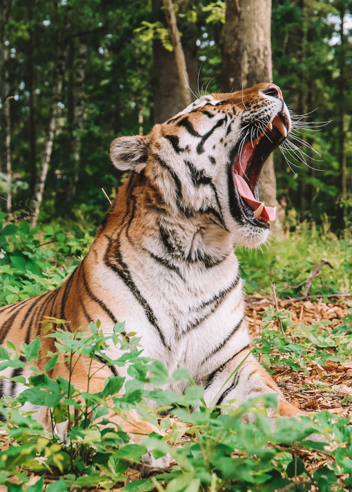 Tiger in Knuthenborg Safari Park