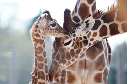 Giraffen im Odense Zoo in Odense