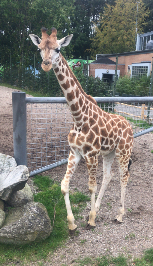 Giraffe im Aalborg Zoo