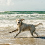 Urlaub mit Hund auf der Insel Fünen
