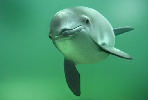 Schweinswal Phocoena im Fjord & Bælt