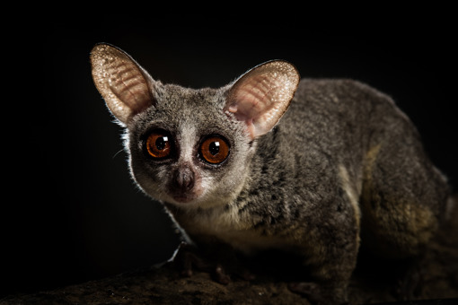 Galagos sind kleine Primaten