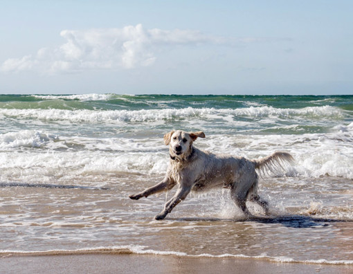 Hund am dänischen Nordseestrand