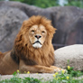 Odense ZOO - Tierische Erlebnisse auf der Märcheninsel Fünen
