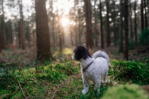 Hund im Hundewald