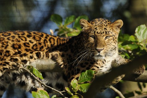 Leopard im Tierpark Ree Park Safari