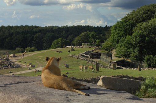 Löwen im Ree Park Safari