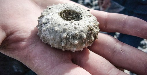 Fossilien im GeoCenter