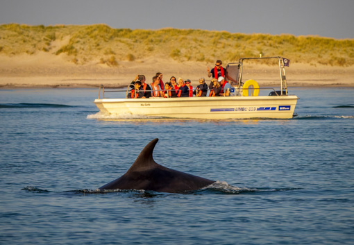 Teilnehmer einer Delfin-Safari beobachten vom Boot aus Tümmler