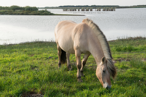 Pferd am Fluss Skjern Au