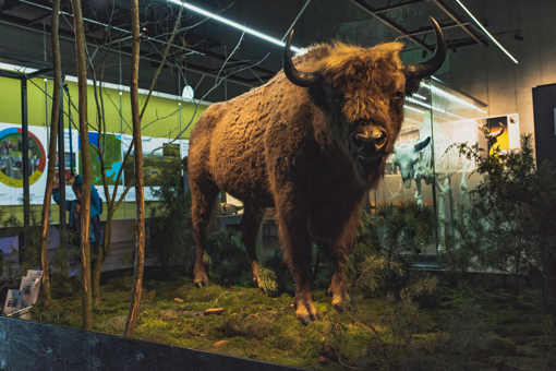 Ausgestopfter Bison im Erlebniscenter NaturBornholm südlich von Aakirkeby