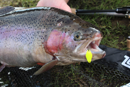 Regenbogenforellen in Dänemark