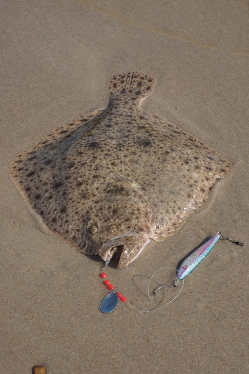 Steinbutt in Dänemark