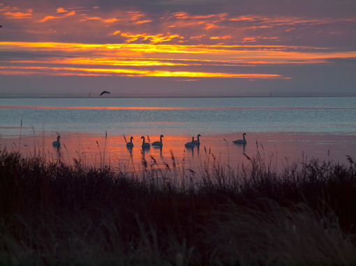 Schwäne in Tipperne