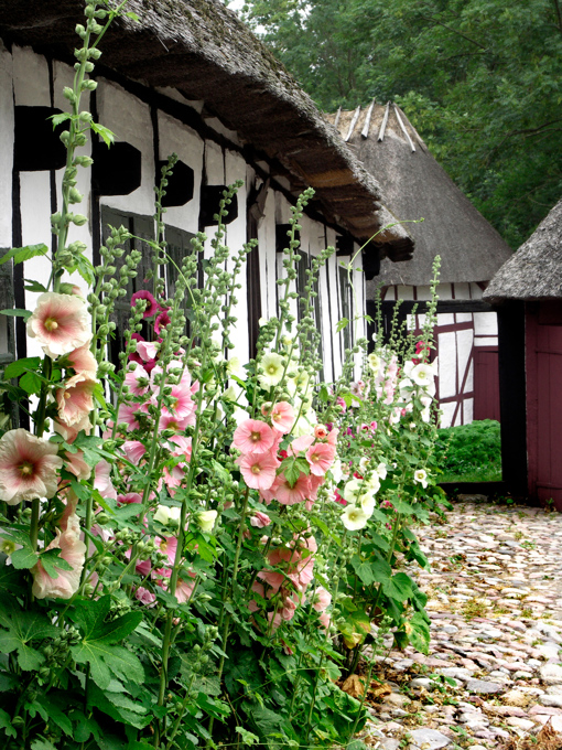 Blumen im Fünischen Dorf