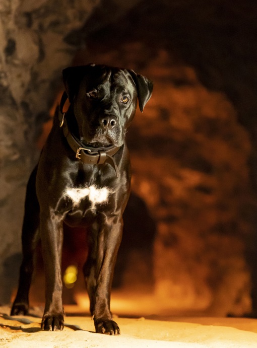 Auch Hunde sind hier willkommen 