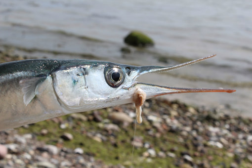 Hornhecht in Dänemark