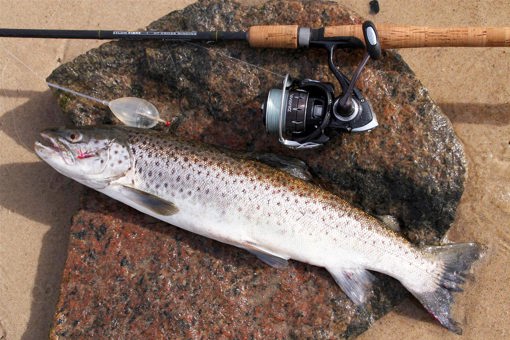 Gefangene Meerforelle mitsamt Angelrute